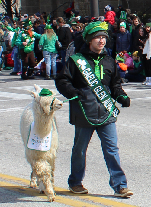 Gaelic Glen Alpacas in 2019 Cleveland St. Patrick's Day Parade